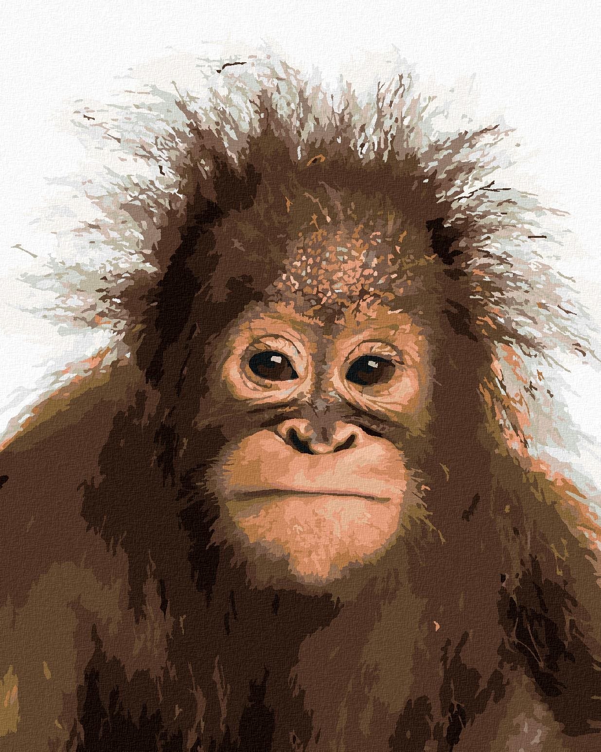Mladý orangutan, 40×50 cm, vypnuté plátno na rám