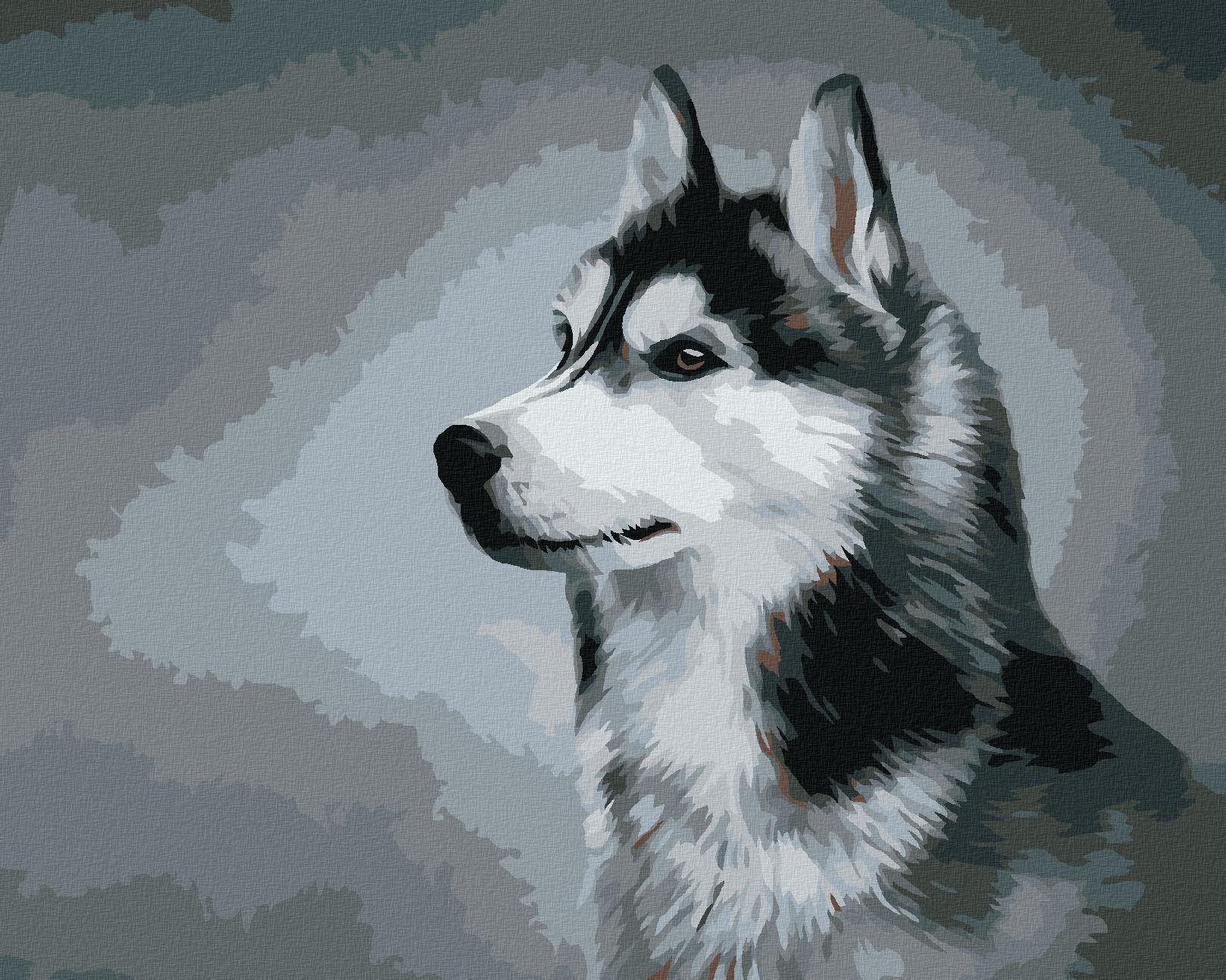 Sibiřský husky, 40×50 cm, vypnuté plátno na rám