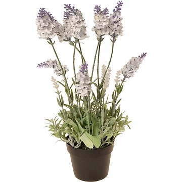 EverGreen Levandule 16 květů v květináči, výška 38 cm, barva bílá (780153-40)