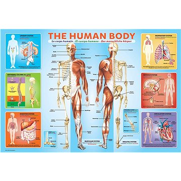 Eurographics Puzzle Lidské tělo 200 dílků (6200-1000)