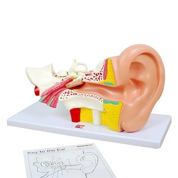 Lidské ucho (5060138820623)