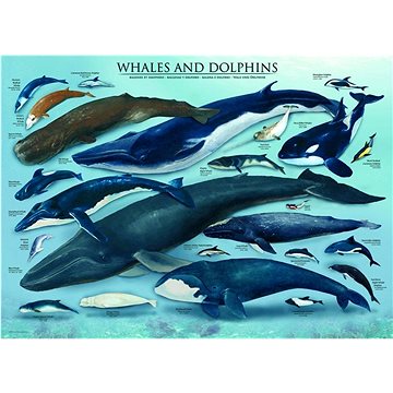 Puzzle Velryby a delfíni 1000 dílků (628136600828)