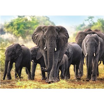 Trefl Puzzle Afričtí sloni 1000 dílků (5900511104424)