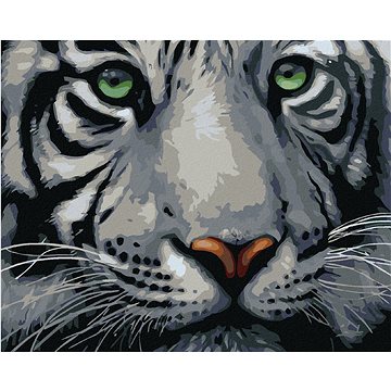 Malování podle čísel - Hlava bílého tygra (HRAmal01165nad)