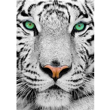 Enjoy Bílý sibiřský tygr 1000 dílků (1257)