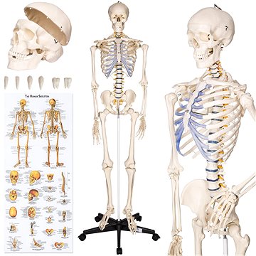 Anatomický model lidská kostra 180 cm bílý (400502)