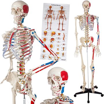 Anatomický model lidská kostra 180 cm s označením svalů a kostí bílý (400963)