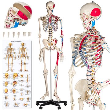 Anatomický model lidská kostra s označením a číslováním svalů bílý (401755)