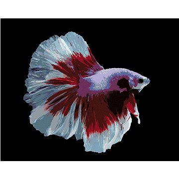 Bojovnice ryba bíločervená, 40×50 cm, vypnuté plátno na rám (6050761)