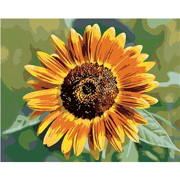 Květ slunečnice, 40×50 cm, vypnuté plátno na rám (6058141)