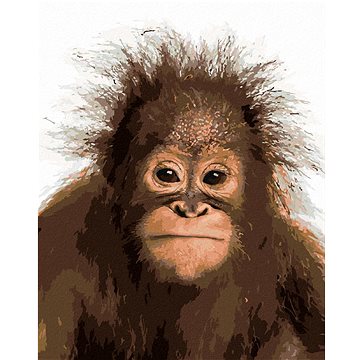 Mladý orangutan, 40×50 cm, bez rámu a bez vypnutí plátna (6043790)