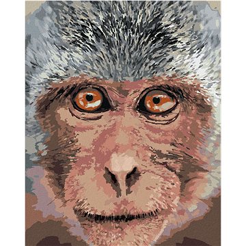 Opice z blízka, 40×50 cm, bez rámu a bez vypnutí plátna (6044120)