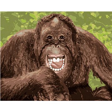 Vysmátý orangutan, 40×50 cm, vypnuté plátno na rám (6043941)