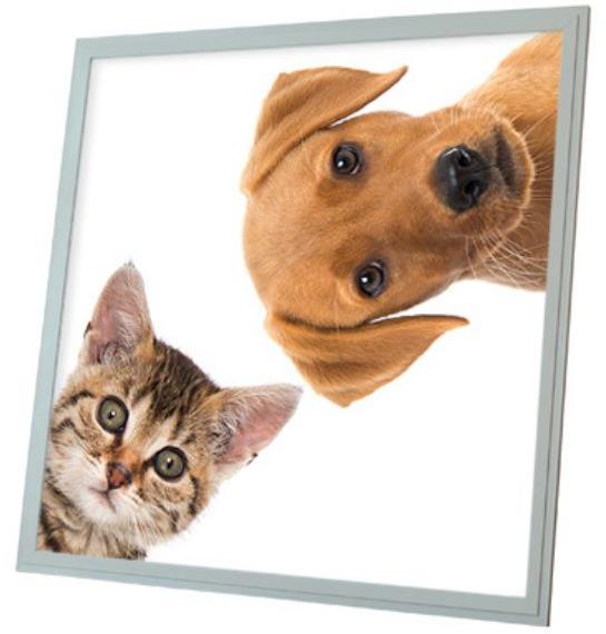 Ortus LED panel s motivem kočka a pes, 60 × 60 cm