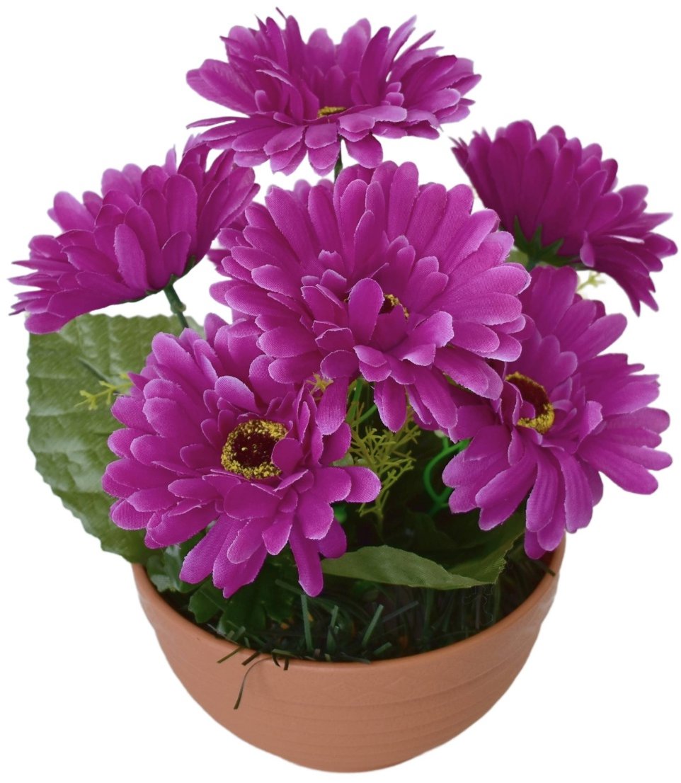 BerryHome Gerbery fialové 7 květů v terakotové misce, průměr 22/24 cm