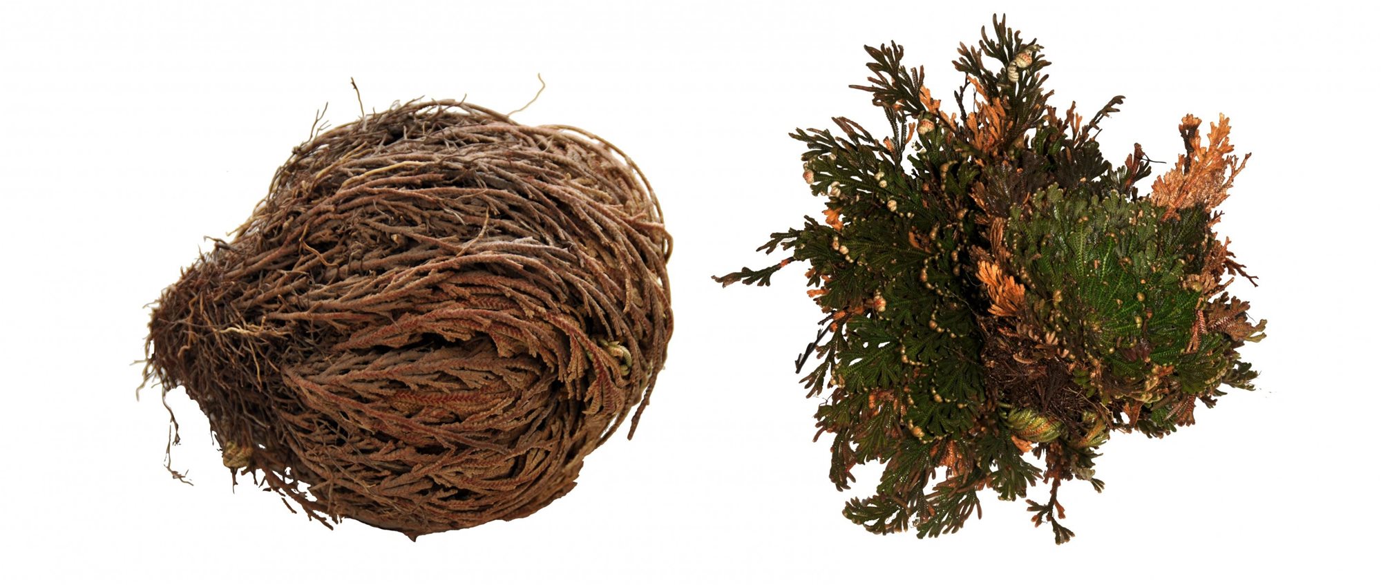 Lucky Reptile Rose of Jericho 50 g