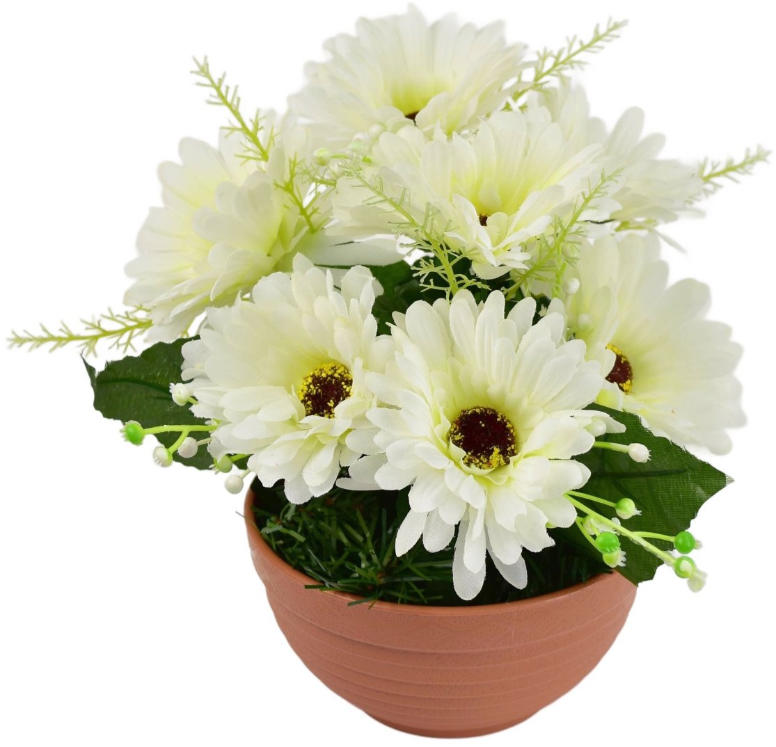 BerryHome Gerbery krémové 7 květů v terakotové misce, průměr 22/24 cm
