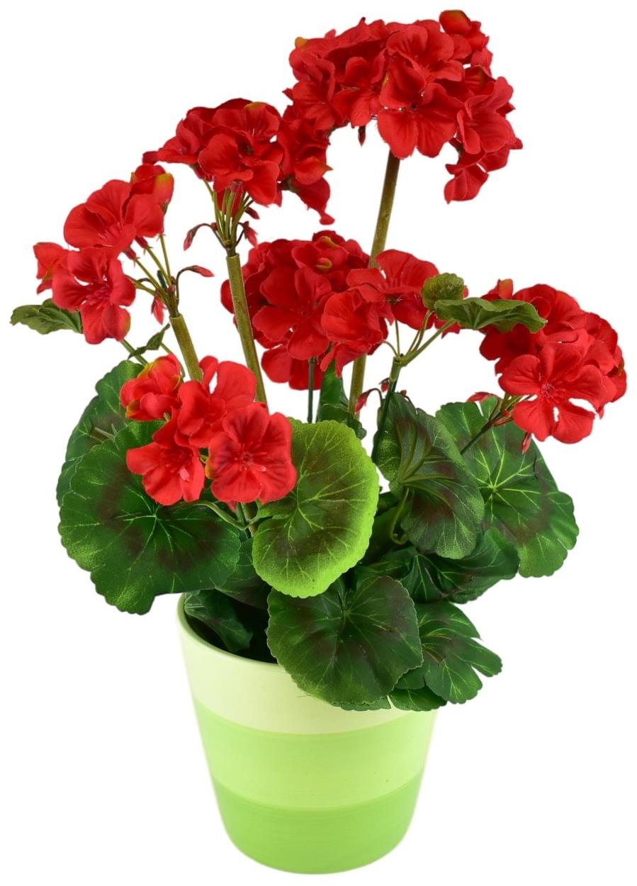 BerryHome Muškát v keramickém květináči 40 × 25 cm červený