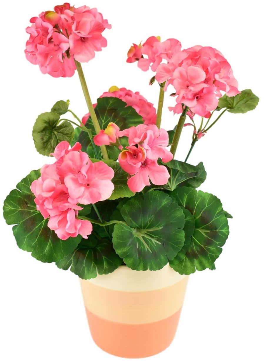 BerryHome Muškát v keramickém květináči 40 × 25 cm světle růžový
