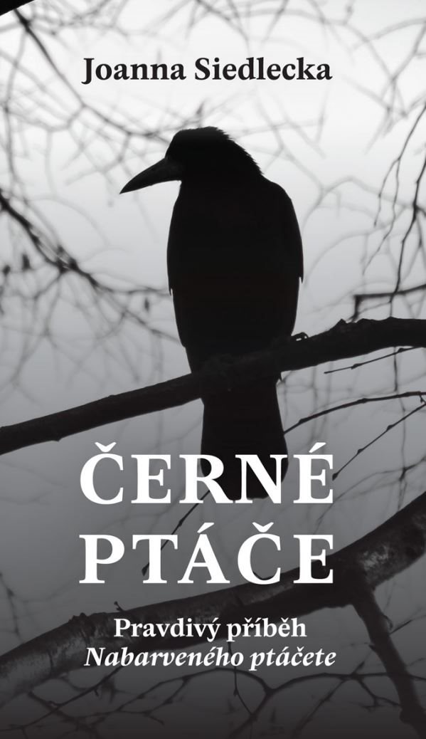 Černé ptáče