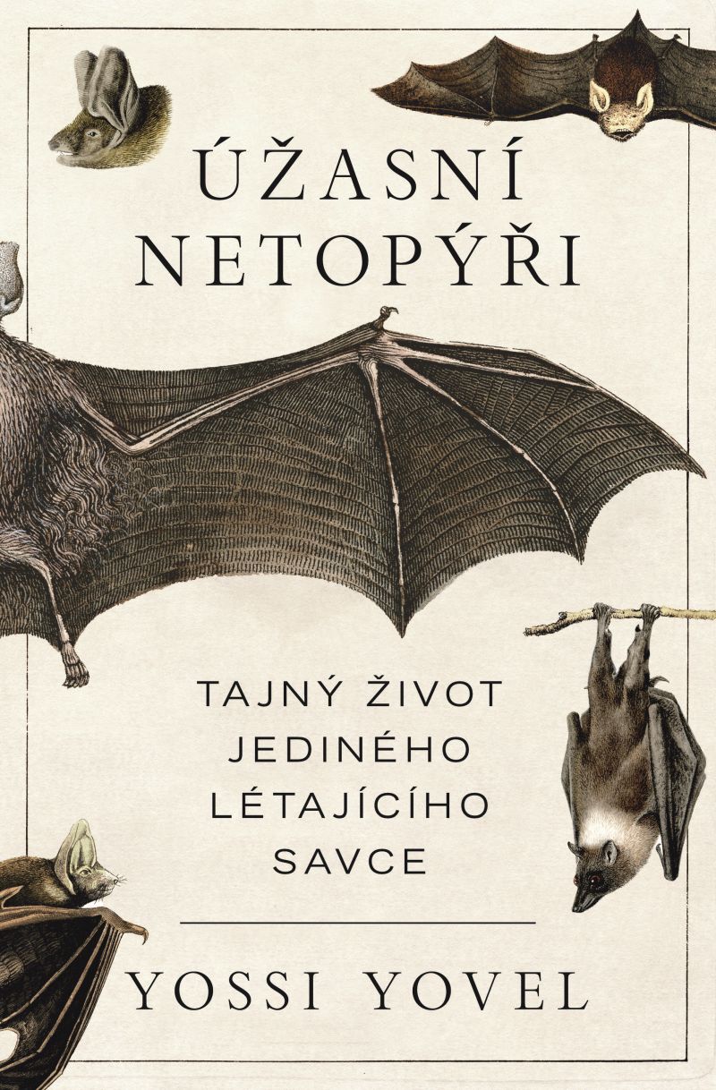 Úžasní netopýři