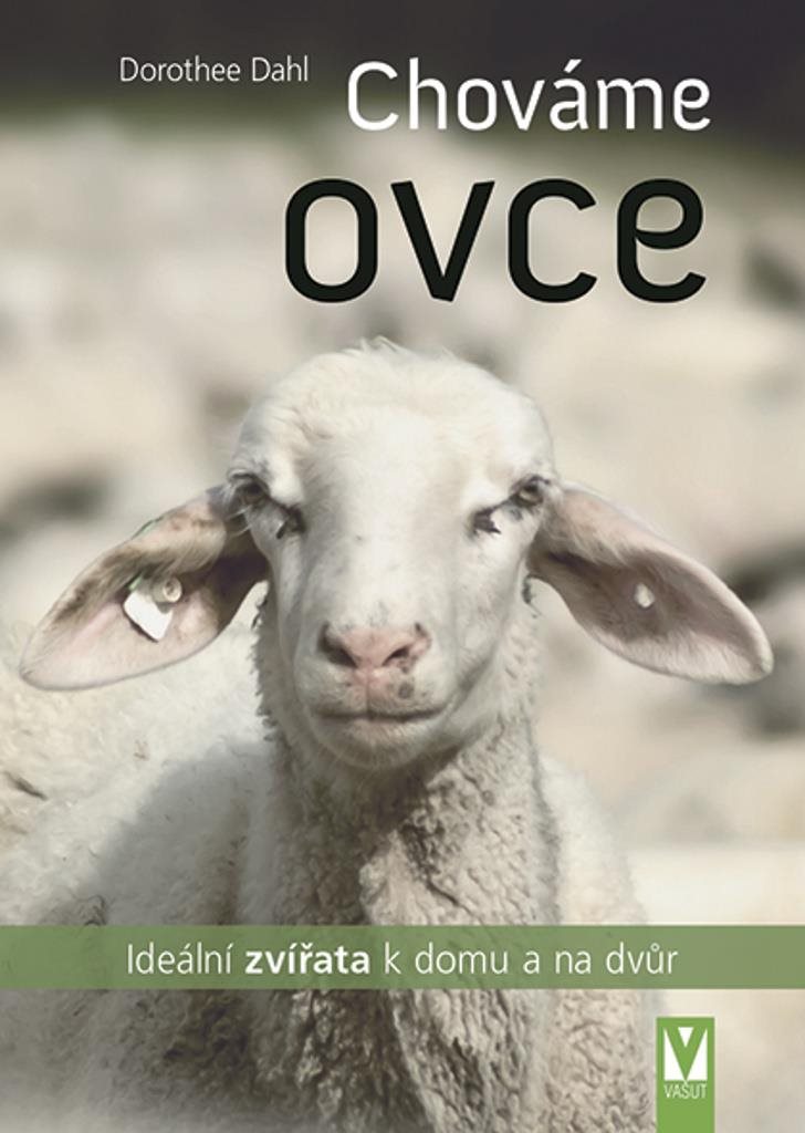 Chováme ovce: ideální zvířata k domu a na dvůr