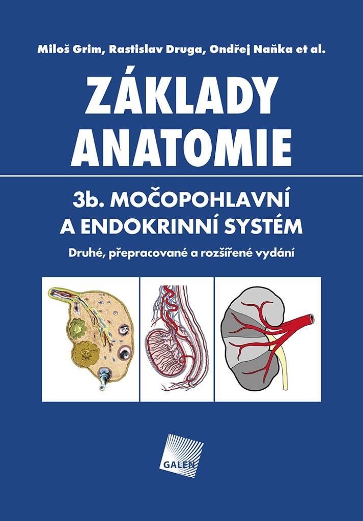 Základy anatomie 3b.: Močopohlavní a endokrinní systém