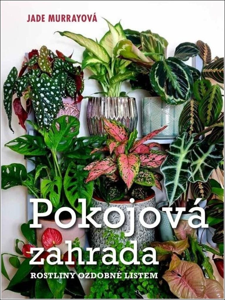 Pokojová zahrada: Rostliny ozdobné listem