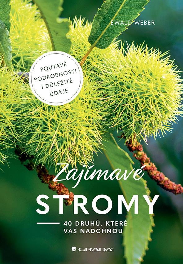 Zajímavé stromy: 40 druhů, které vás nadchnou