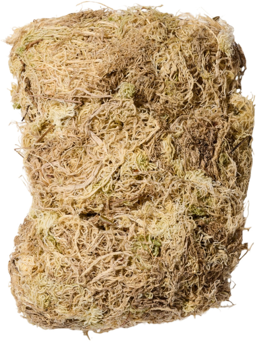 Gerd Adolph - Sphagnum Shop Plantbee Rašeliník z Chile, Sphagnum Moss 50 g