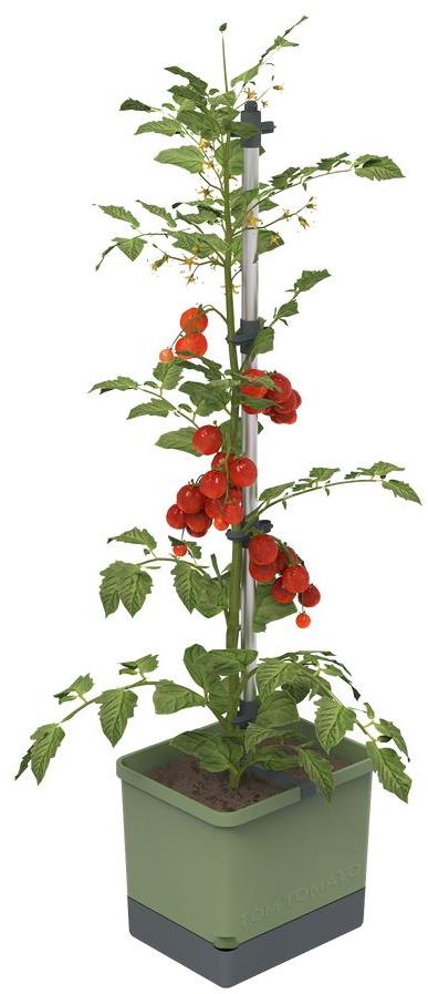 Gusta Garden TOM TOMATO Standard samozavlažovací truhlík, tmavě zelený