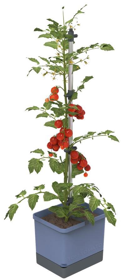 Gusta Garden TOM TOMATO Standard samozavlažovací truhlík, modrý