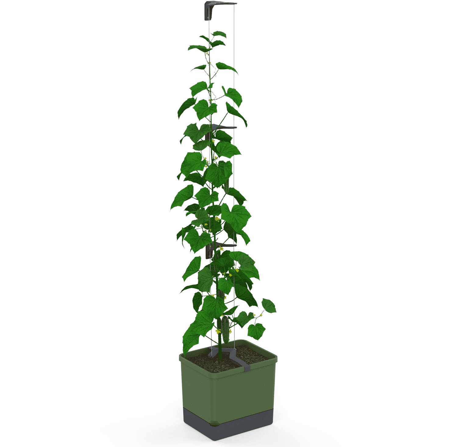 Gusta Garden CURT CUCUMBER samozavlažovací, zelený