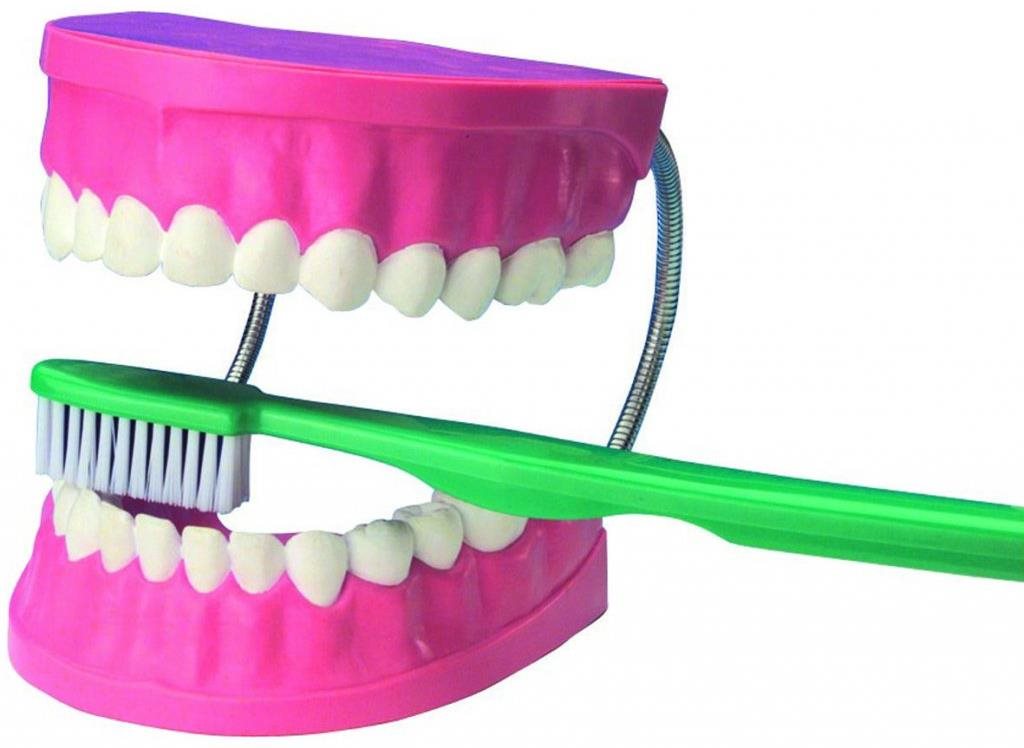 Velký model pro dentální péči od EDU-TOYS