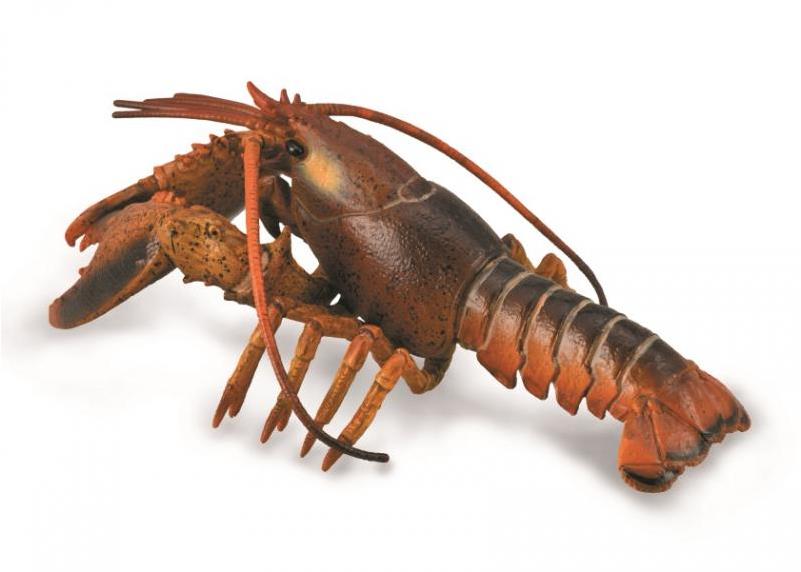 Collecta Humr