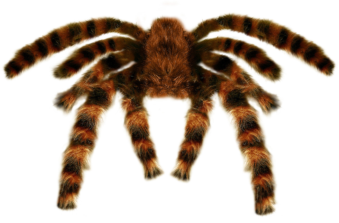 Widmann Tarantule 65 cm