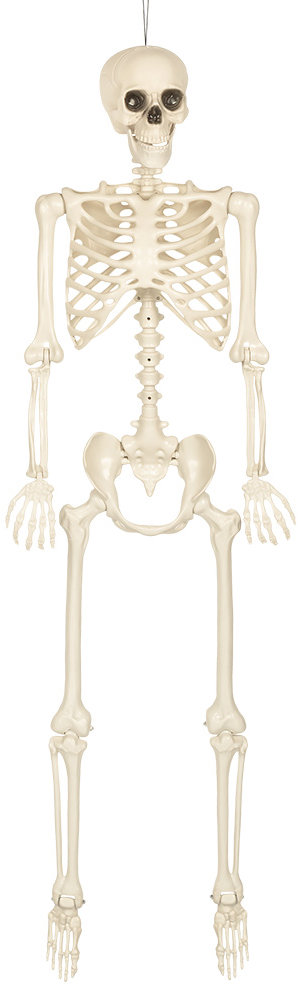 Boland Skeleton na pověšení 160 cm