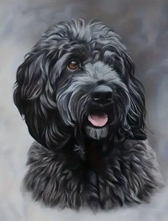 Norimpex Černý Cockapoo 30 × 40 cm