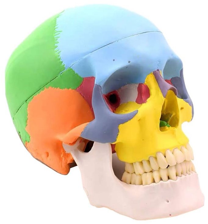 Barevná lebka Deren Scientific pro výuku anatomie