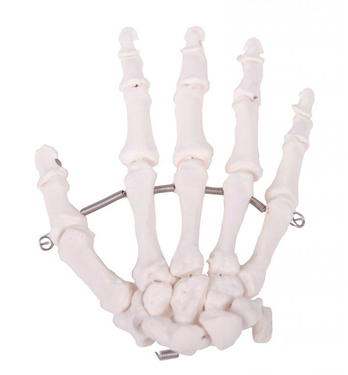 Anatomický model kosti ruky Deren Scientific