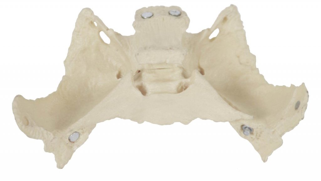 Model Deren Scientific Os sphenoidale pro anatomii