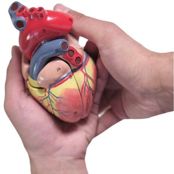 Model Srdce Deren Scientific pro výuku anatomie