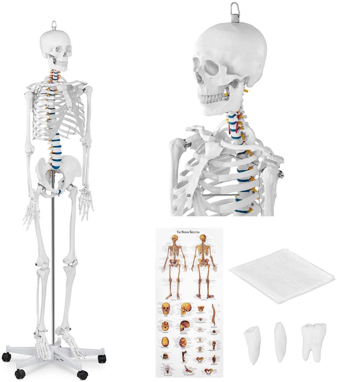 Physa Anatomický model lidské kostry 176 cm + anatomický plakát