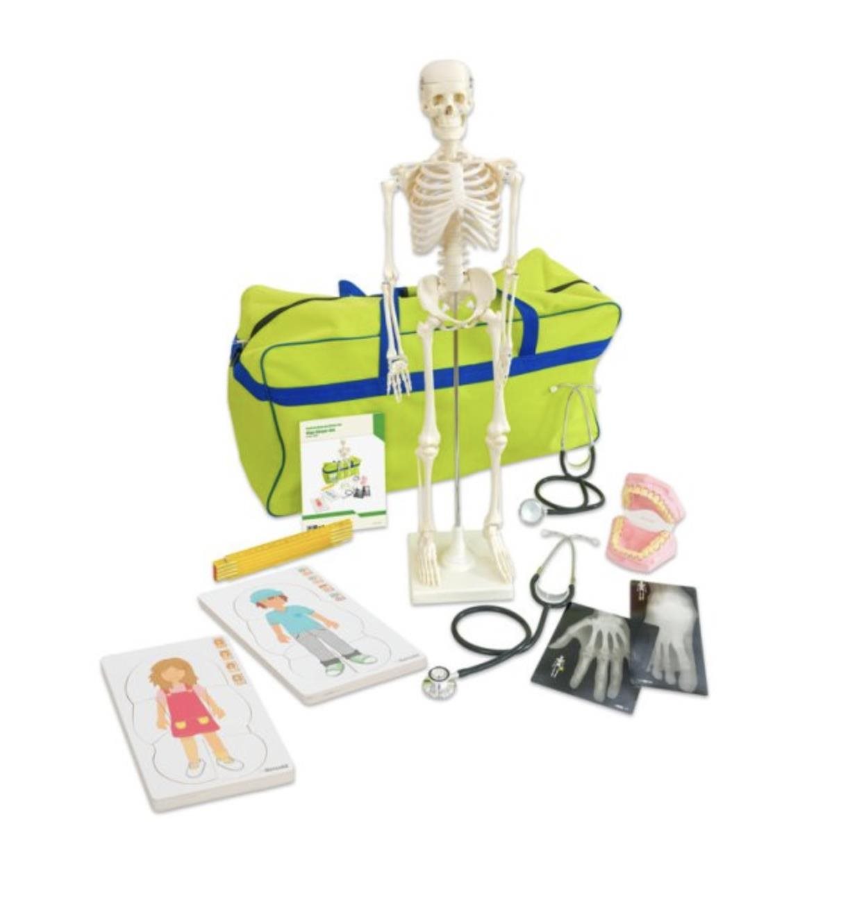 Model lidského těla Betzold pro výuku anatomie