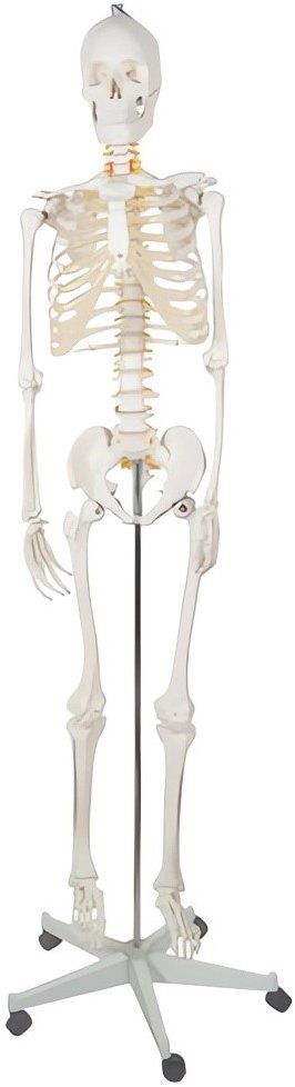 Anatomický model kostry Malatec 22583 se stojanem