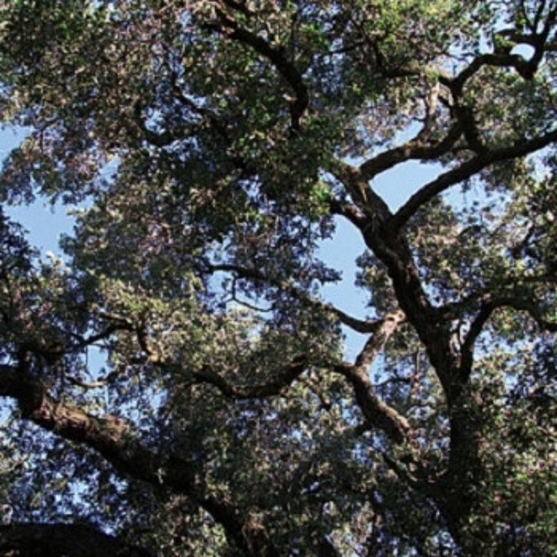 Manson Charles: Trees