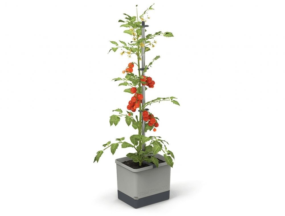 Gusta Garden TOM TOMATO Standard samozavlažovací truhlík světle šedý